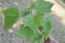 Live Plant Image