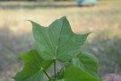 Live Plant Image
