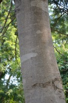 Live Plant Image