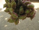 Live Plant Image