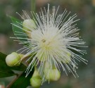 Live Plant Image