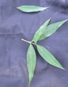 Live Plant Image