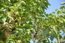 Live Plant Image