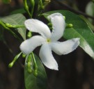 Live Plant Image