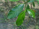 Live Plant Image