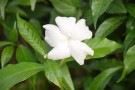 Live Plant Image