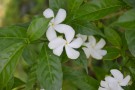 Live Plant Image