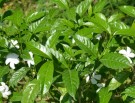 Live Plant Image