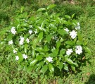 Live Plant Image