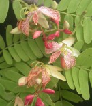 Live Plant Image