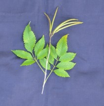 Live Plant Image