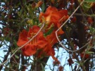 Live Plant Image
