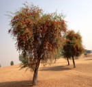 Live Plant Image