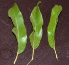 Live Plant Image
