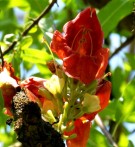 Live Plant Image
