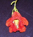 Live Plant Image