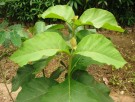 Live Plant Image
