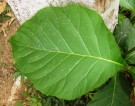 Live Plant Image