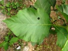 Live Plant Image