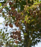 Live Plant Image