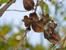 Live Plant Image