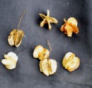 Live Plant Image