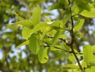 Live Plant Image