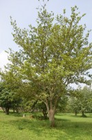 Live Plant Image