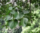 Live Plant Image