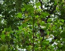 Live Plant Image