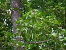 Live Plant Image