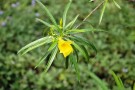 Live Plant Image