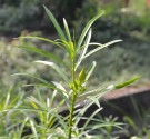 Live Plant Image