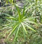 Live Plant Image