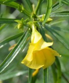 Live Plant Image