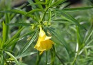 Live Plant Image