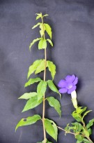 Live Plant Image