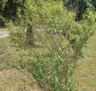Live Plant Image