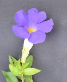Live Plant Image