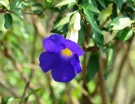 Live Plant Image