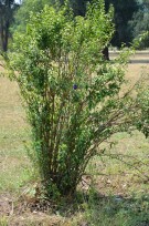 Live Plant Image