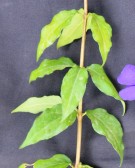 Live Plant Image