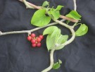 Live Plant Image