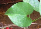 Live Plant Image