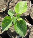 Live Plant Image