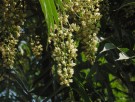 Live Plant Image