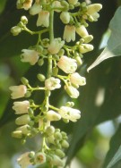 Live Plant Image