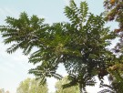 Live Plant Image