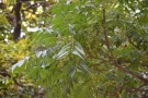 Live Plant Image