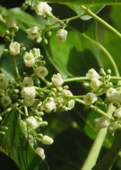 Live Plant Image